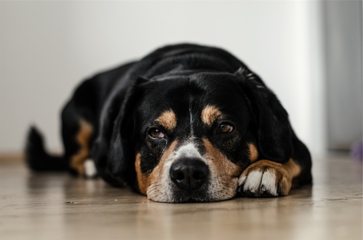 sad-dog-mydailydownload-blog